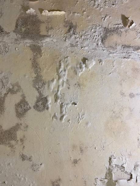 Best Crawl Space Mold Removal  in Helena Valley Southeast, MT