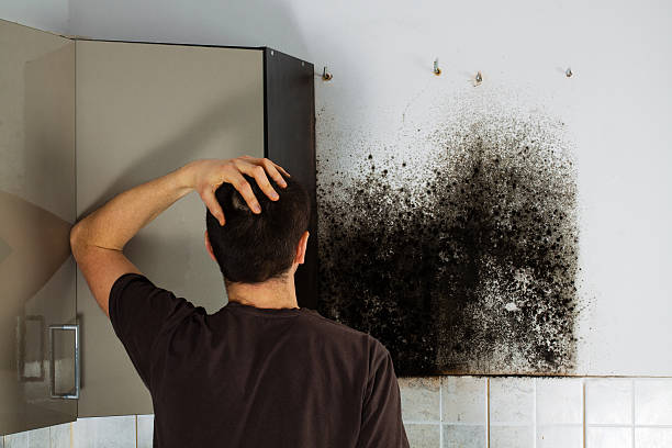 Mold Testing and Removal in Helena Valley Southeast, MT
