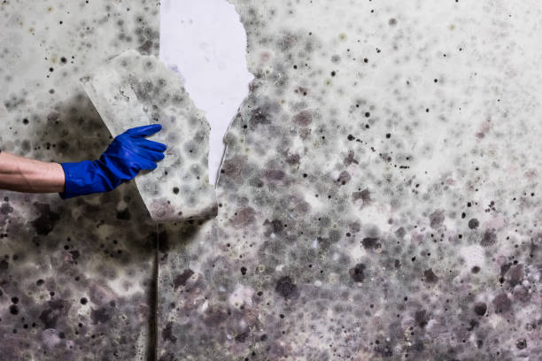 Best Toxic Mold Removal  in Helena Valley Southeast, MT